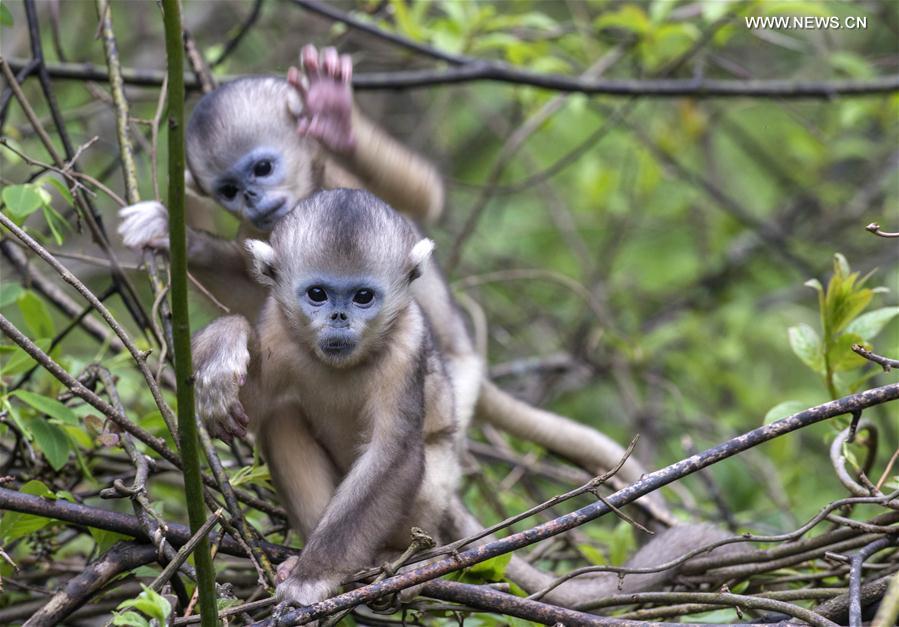 Golden monkeys play at research center in central China's Shennongjia