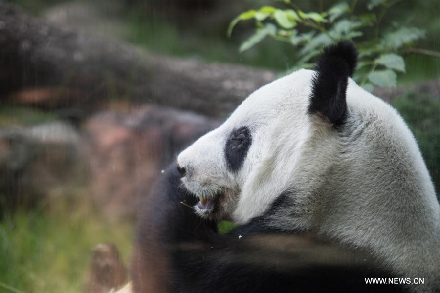 Chapultepec Park Zoo in Mexico receives special award from China