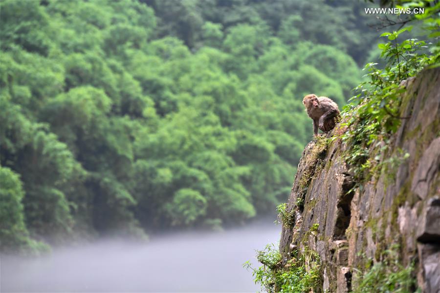 Macaques attract tourists at scenic spot in SW China's Chongqing