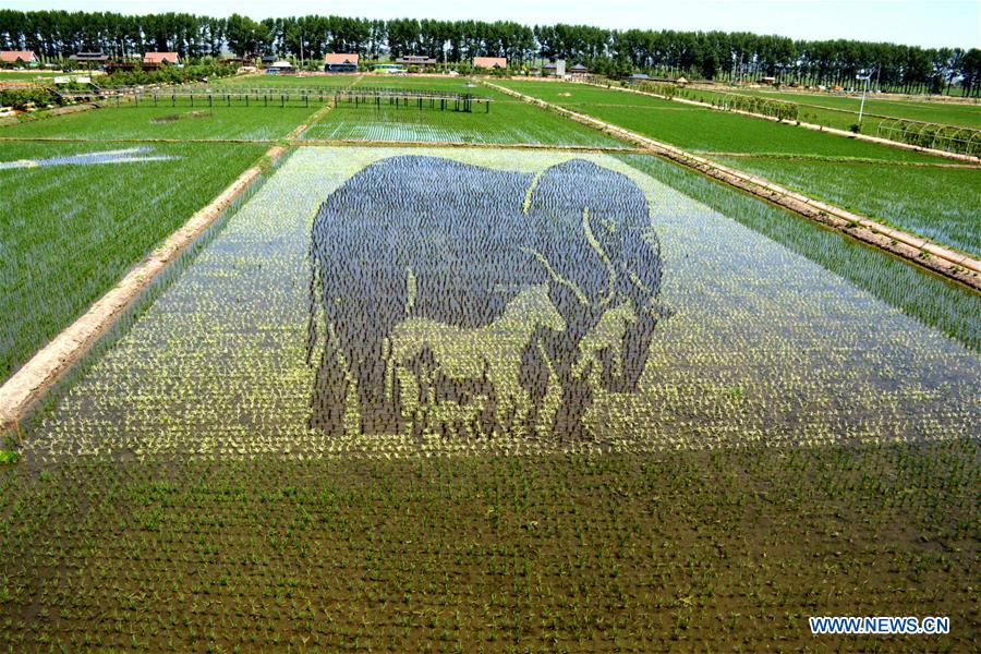 In pics: 3D paddy fields in Shenyang, NE China's Liaoning