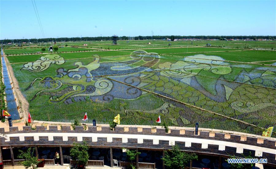 In pics: 3D paddy fields in Shenyang, NE China's Liaoning