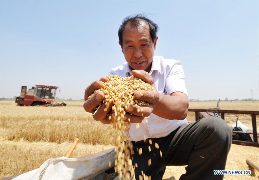 Summer wheat harvested across China 