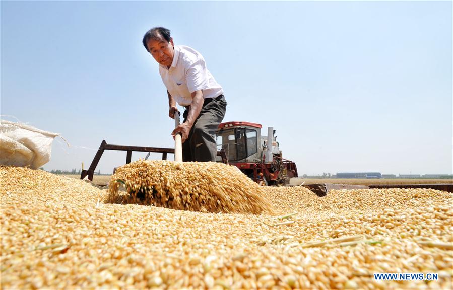 Summer wheat harvested across China 