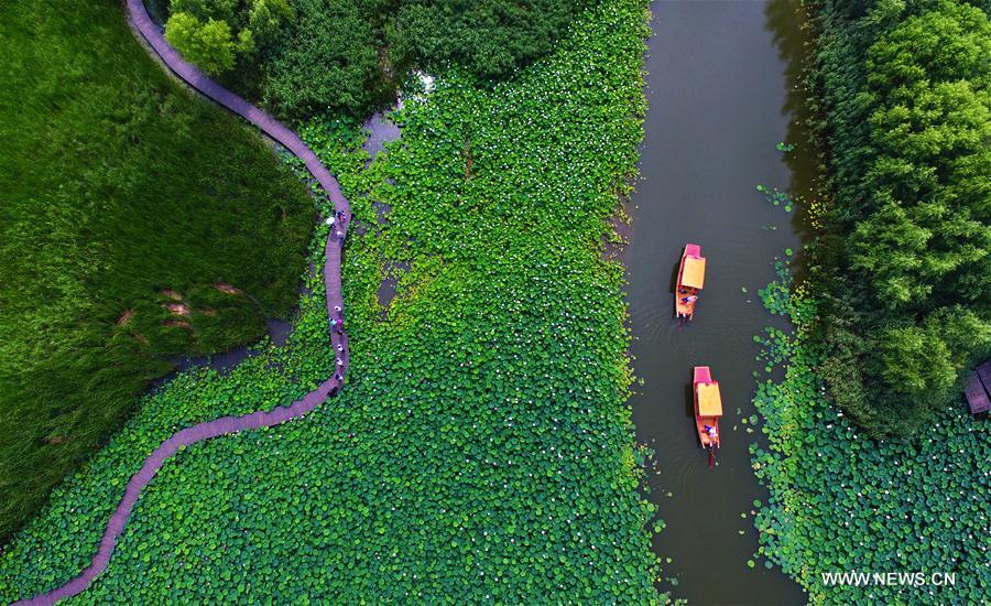 Visitors admire lotus flowers at wetland park in China's Shandong