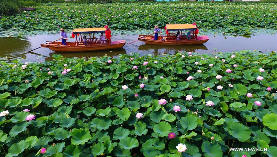 Visitors admire lotus flowers at wetland park in China's Shandong