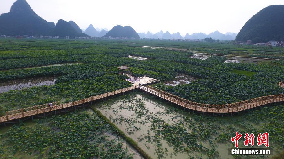 5,000-acre lotus pond stretches to edge of sky in Guangxi
