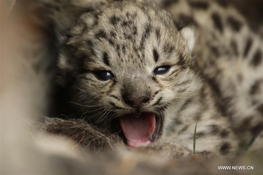 Snow leopard cubs spotted at headwater region of Yangtze in NW China