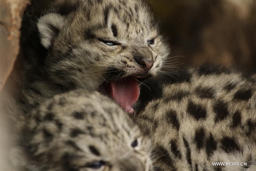 Snow leopard cubs spotted at headwater region of Yangtze in NW China