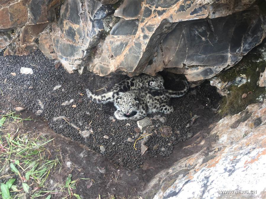 Snow leopard cubs spotted at headwater region of Yangtze in NW China