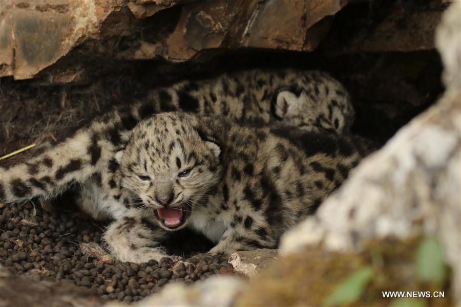 Snow leopard cubs spotted at headwater region of Yangtze in NW China