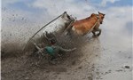 Holy cow! Competitors take part in Indonesia’s mud cow race