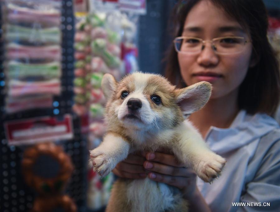 Output of pet industry of E China's Pingyang reaches 3 bln yuan in 2016