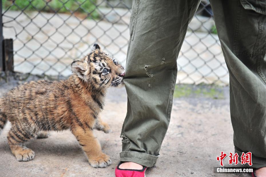 Tiger quadruplets meet visitors in Yunnan