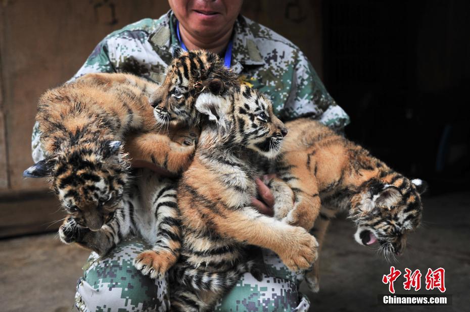 Tiger quadruplets meet visitors in Yunnan