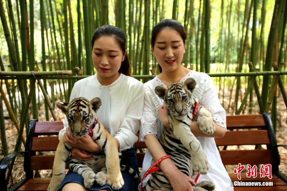 Real-life “Beauty and the Beast”: Henan women stroll with baby tigers