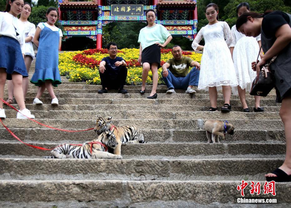 Real-life “Beauty and the Beast”: Henan women stroll with baby tigers