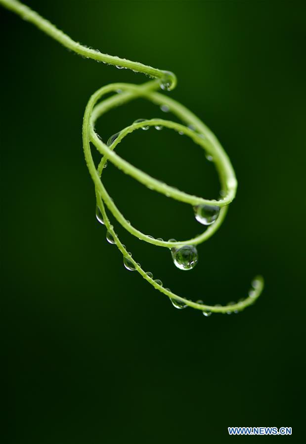 In pics: vines in rain in C China's Hubei
