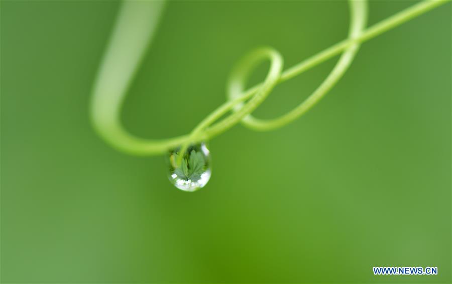 In pics: vines in rain in C China's Hubei