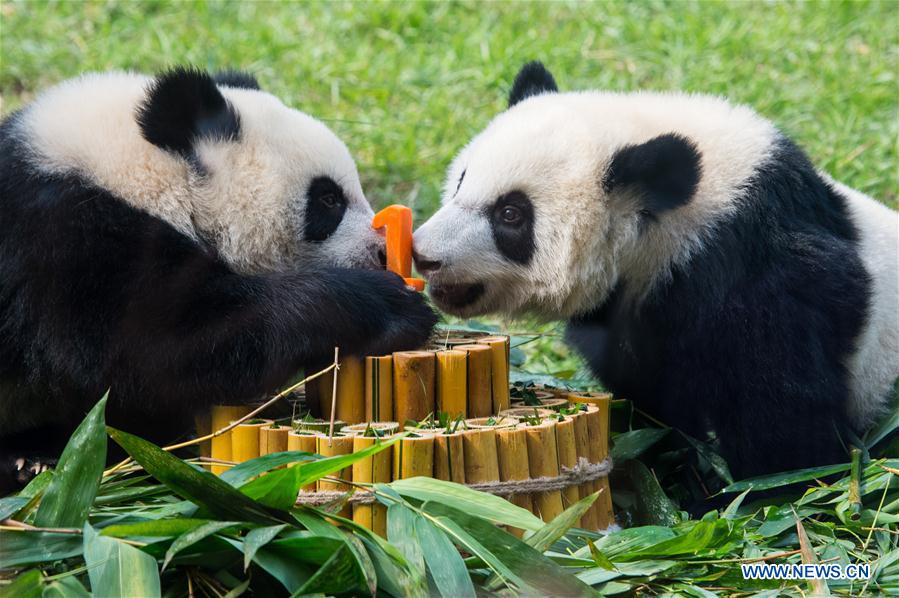 Macao's twin panda cubs celebrate 1st birthday