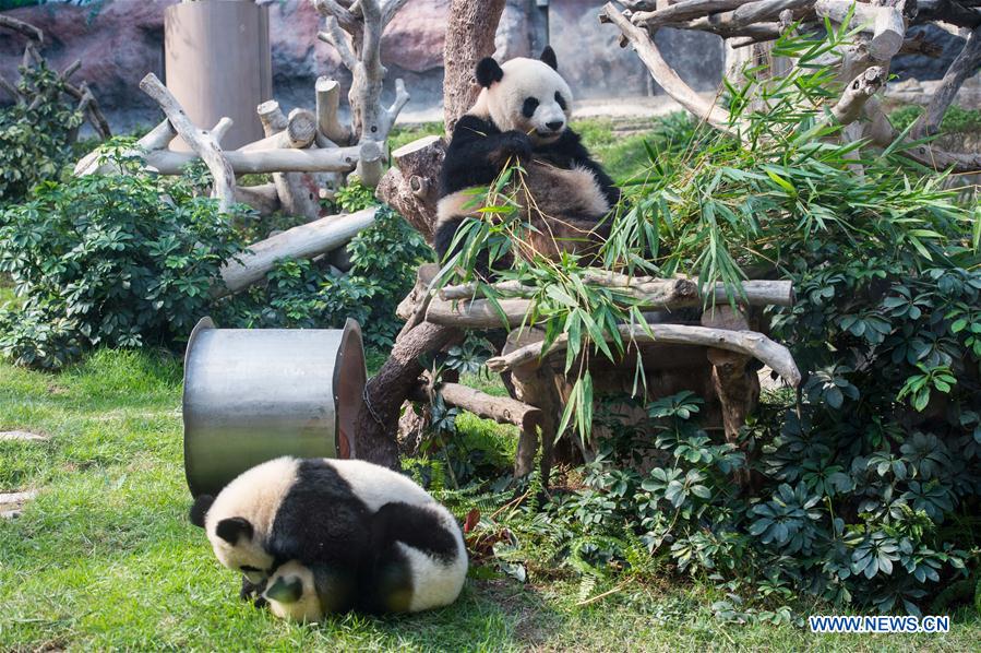 Macao's twin panda cubs celebrate 1st birthday