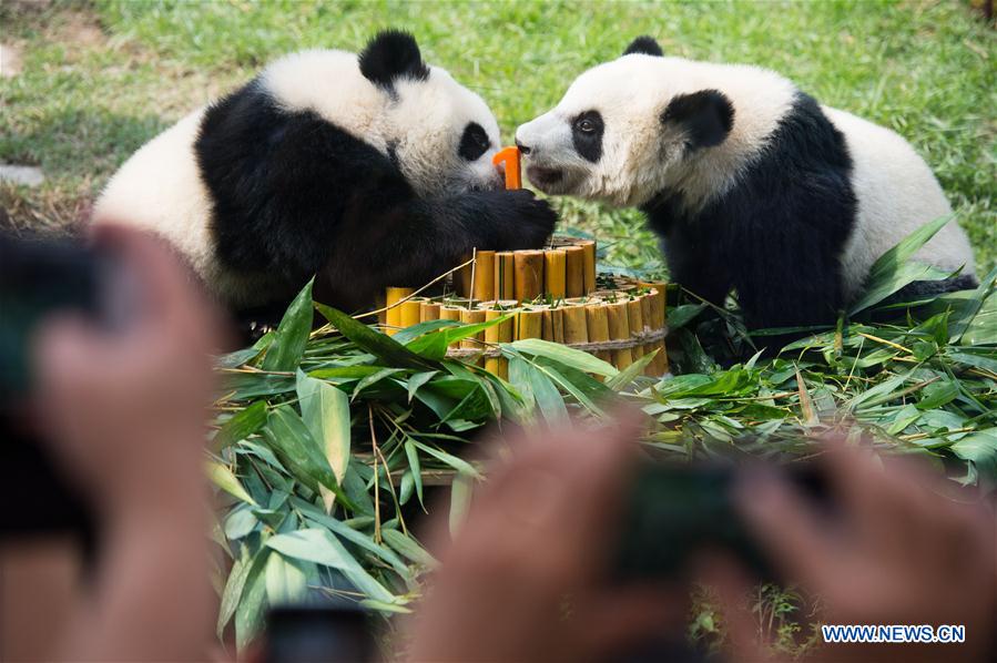 Macao's twin panda cubs celebrate 1st birthday