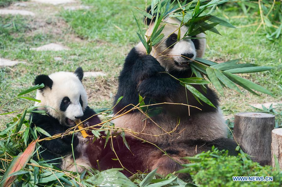 Macao's twin panda cubs celebrate 1st birthday