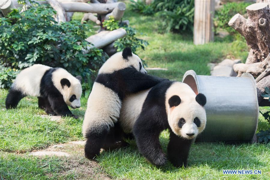Macao's twin panda cubs celebrate 1st birthday