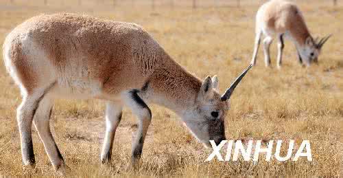 No Tibetan antelope hunted in past 8 years in Qinghai owing to enhanced protection