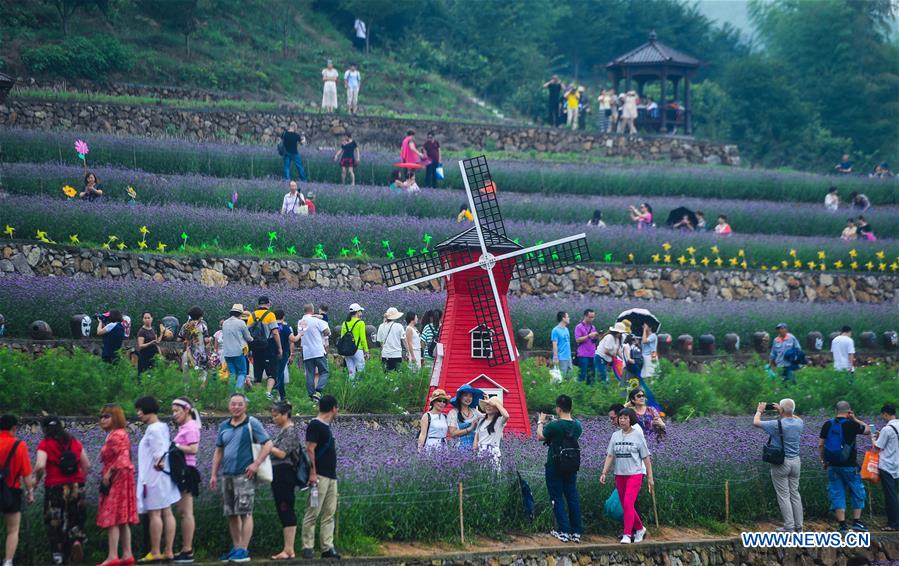 In pics: sea of vervain in terraced fields in E China