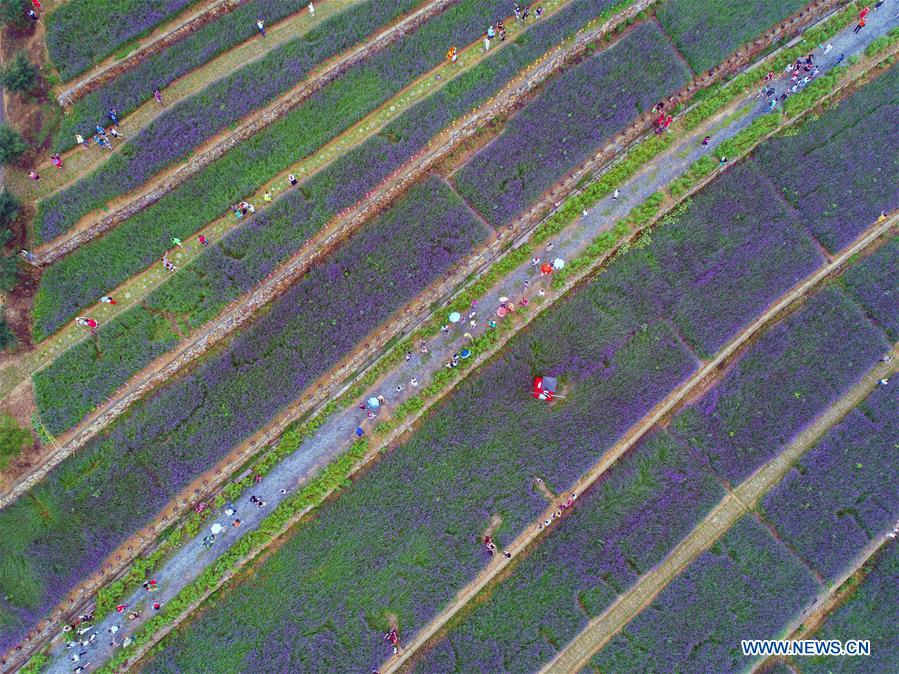 In pics: sea of vervain in terraced fields in E China