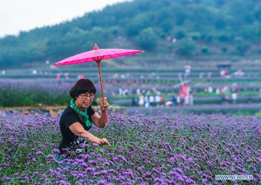 In pics: sea of vervain in terraced fields in E China