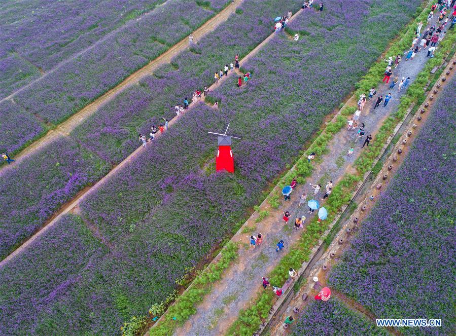 In pics: sea of vervain in terraced fields in E China