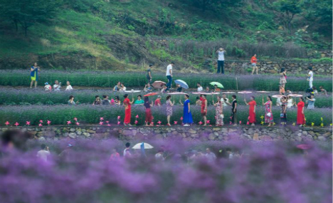 Sea of vervain in terraced fields in East China