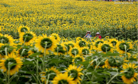 Sunflowers enter blooming season in Beijing