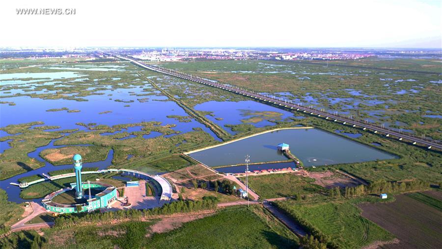 Scenery of Longfeng wetland nature reserve in NE China's Daqing City