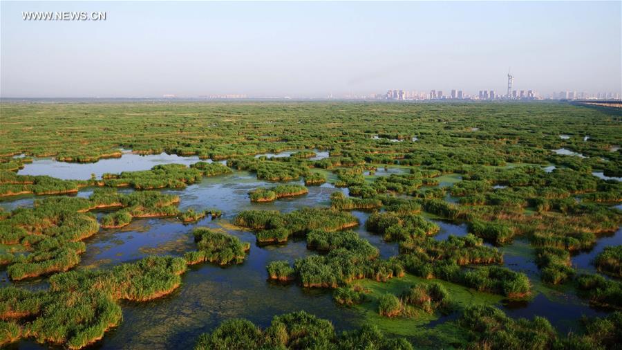 Scenery of Longfeng wetland nature reserve in NE China's Daqing City