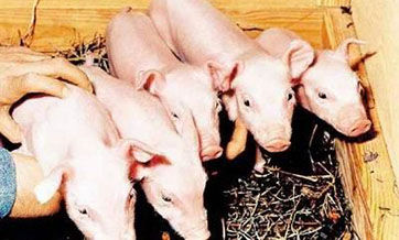 The world’s first pigs cloned by robotic instrument born in Tianjin
