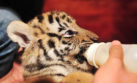 China's Siberian tiger mother gives birth to septuplets