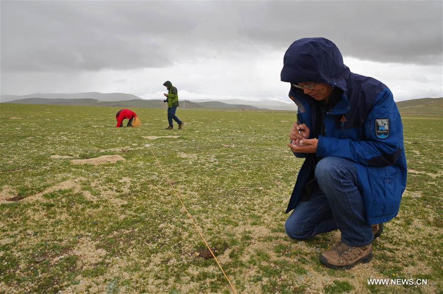 Scientists conduct scientific expedition to Qinghai-Tibet Plateau