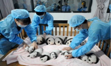 China hopes to welcome 30 newborn pandas in 2017