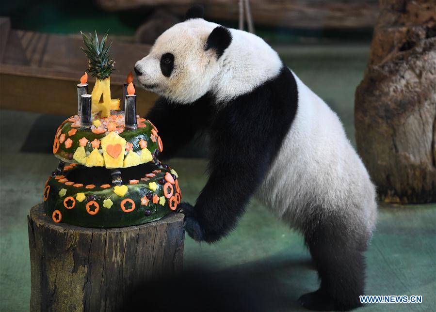 Taipei Zoo celebrates 4th birthday of giant panda 