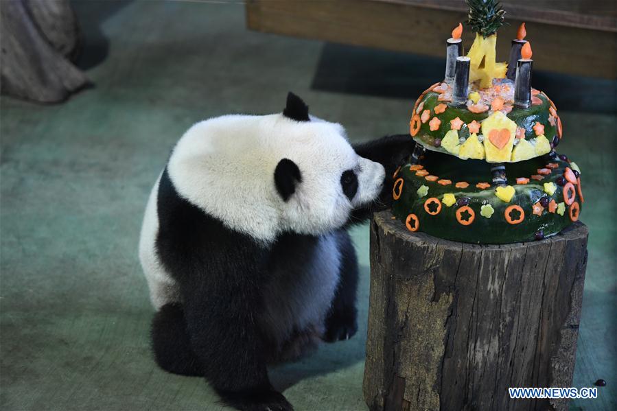 Taipei Zoo celebrates 4th birthday of giant panda 