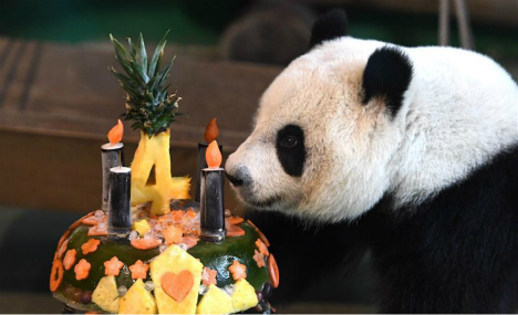 Taipei Zoo celebrates 4th birthday of "Yuan Zai"