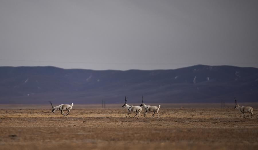 Chinese Qinghai Hoh Xil enters world heritage list as natural site