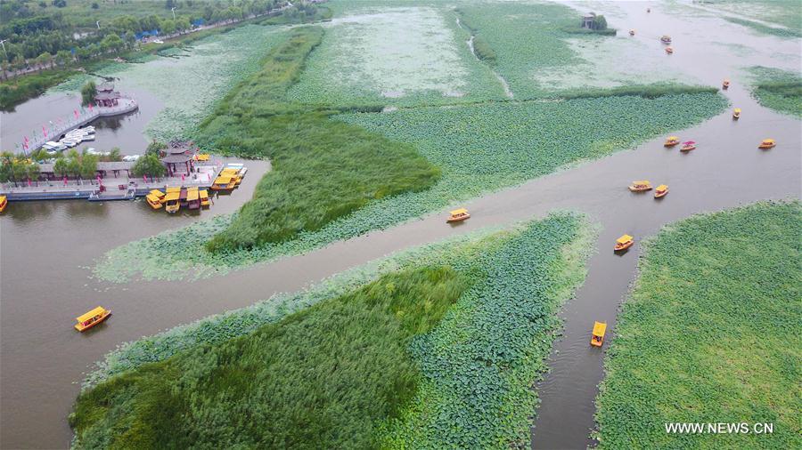 In pics: Sea of lotuses in central China's Henan