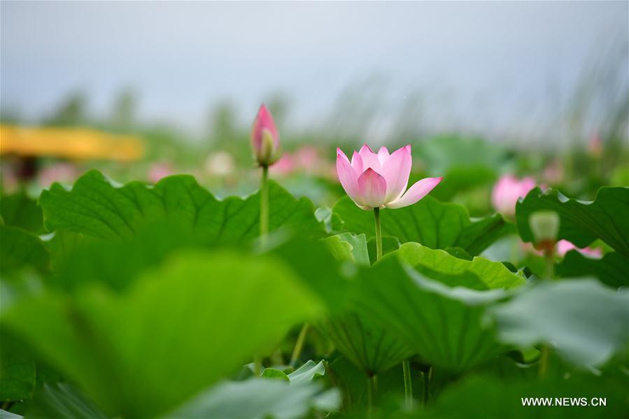 In pics: Sea of lotuses in central China's Henan