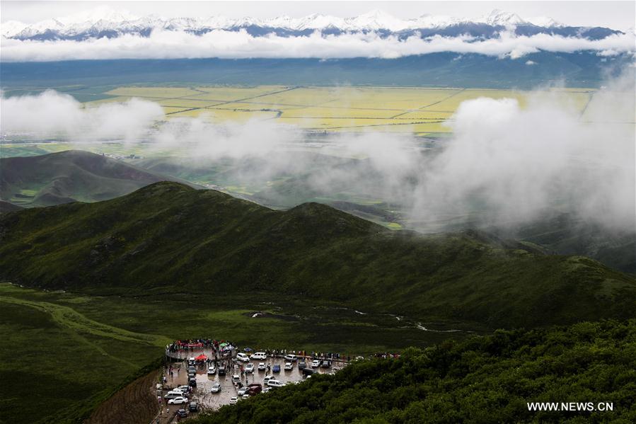 Tourists enjoy cole flowers in Qinghai