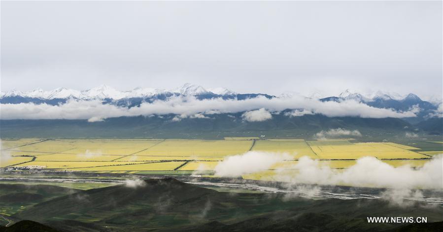 Tourists enjoy cole flowers in Qinghai