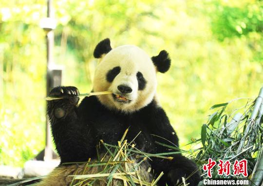 US-born panda Tai Shan celebrates 12th birthday in SW China’s Sichuan