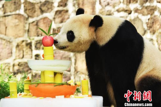 US-born panda Tai Shan celebrates 12th birthday in SW China’s Sichuan